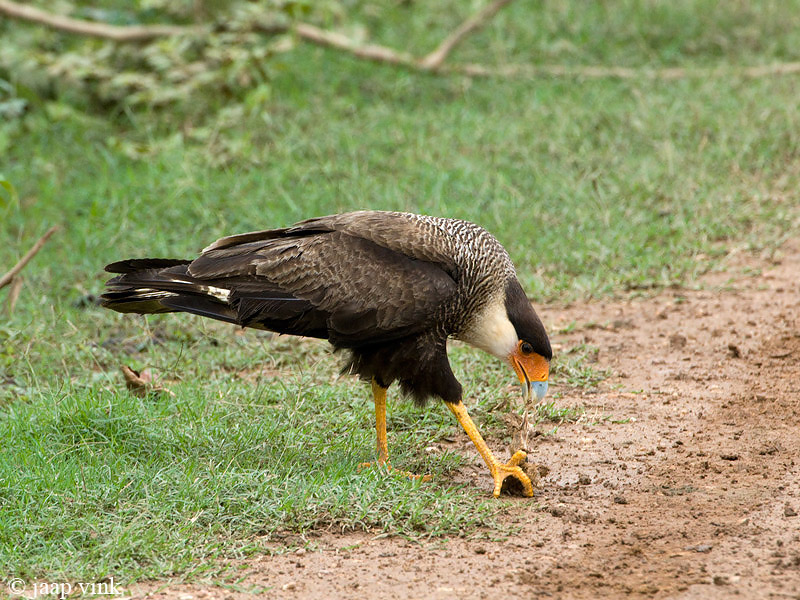 Southern Caracara - Kuifcaracara - Caracara plancus