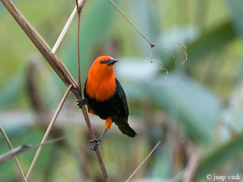 Scarlet-headed Blackbird - Roodkoptroepiaal - Amblyramphus holosericeus