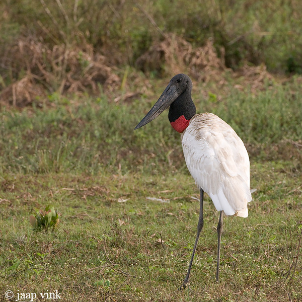 Jabiru - Jabiroe - Jabiru mycteria