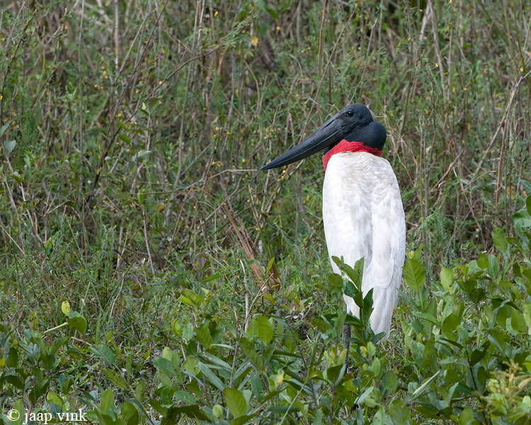 Jabiru - Jabiroe - Jabiru mycteria