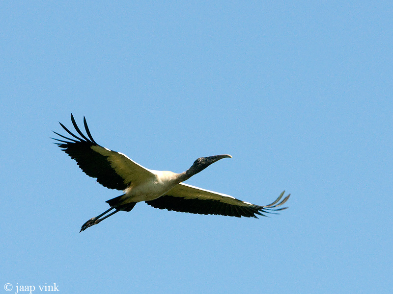 Wood Stork - Kaalkopooievaar - Mycteria americana