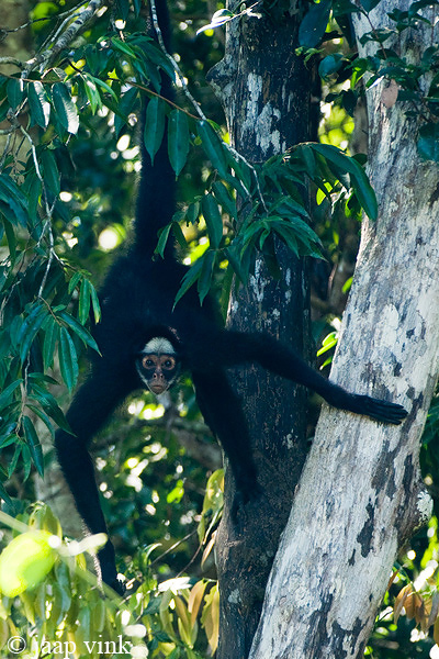 White-whiskered Spider Monkey - Ateles marginatus