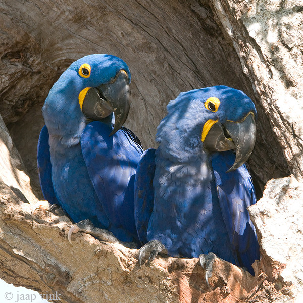 Hyacinth Macaw - Hyacinthara - Anodorhynchus hyacinthinus