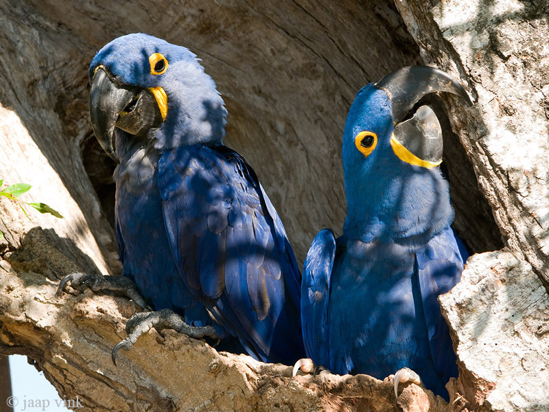 Hyacinth Macaw - Hyacinthara - Anodorhynchus hyacinthinus