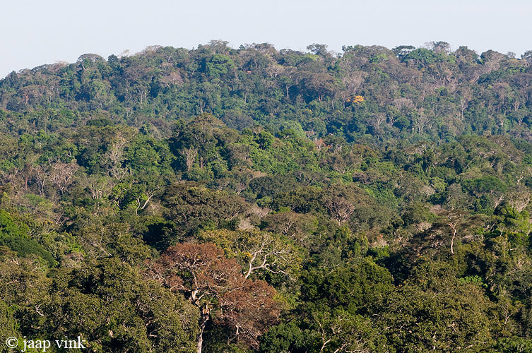 Amazon Rainforest - Amazone Regenwoud