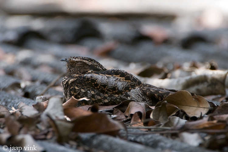 Blackish Nightjar - Roetnachtzwaluw - Caprimulgus nigrescens