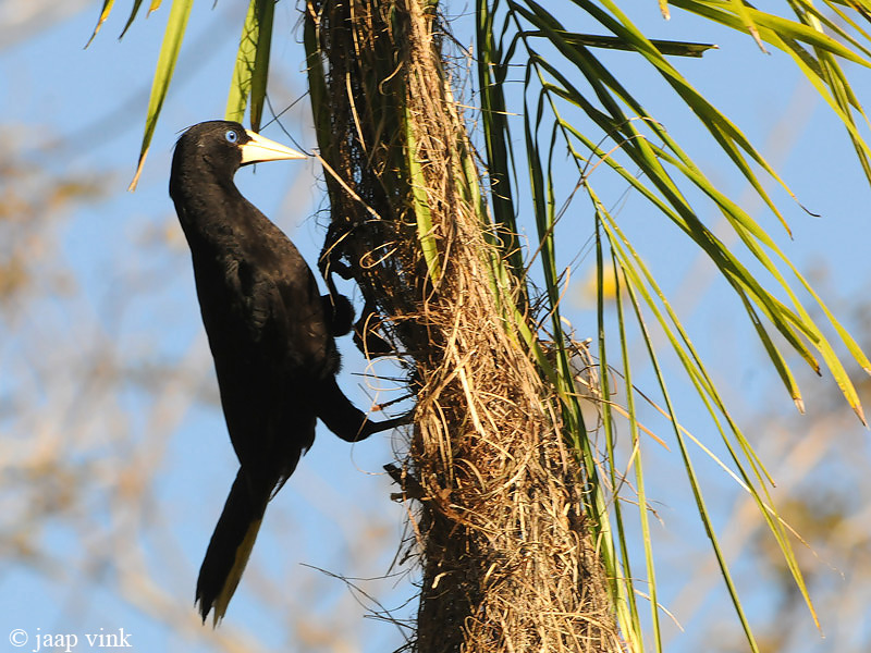 Crested Oropendola - Kuif-oropendola - Psarocolius decumanus
