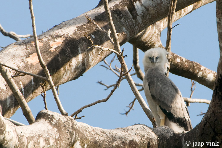 Harpy Eagle - Harpij - Harpia harpyja