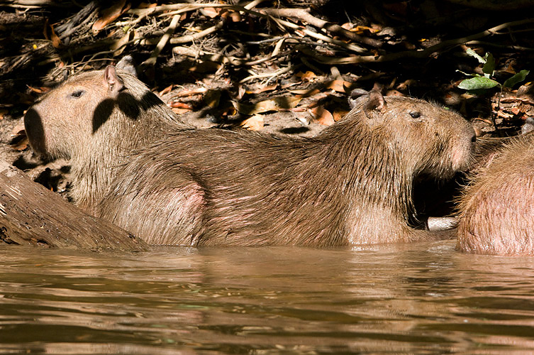 Capybara - Capibara - Hydrochoerus hydrochaeris