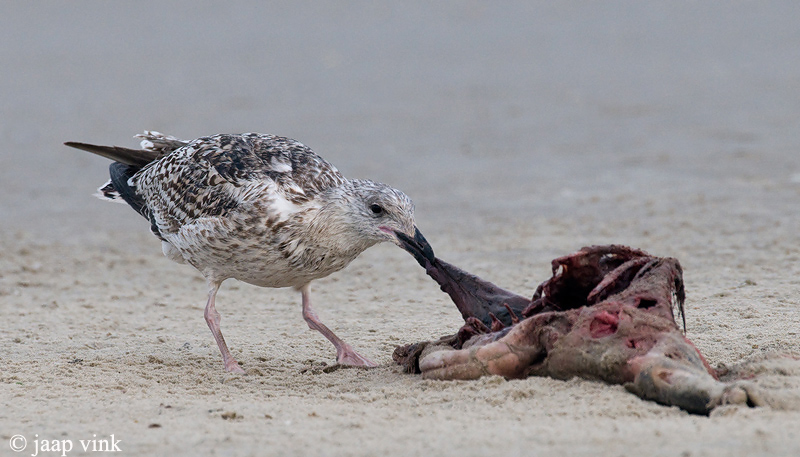 Great Black-backed Gull - Grote Mantelmeeuw - Larus marinus