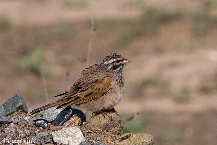 Striated Bunting - Gestreepte Gors - Emberiza striolata