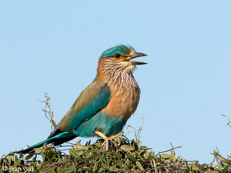 Indian Roller - Indische Scharrelaar - Coracias benghalensis