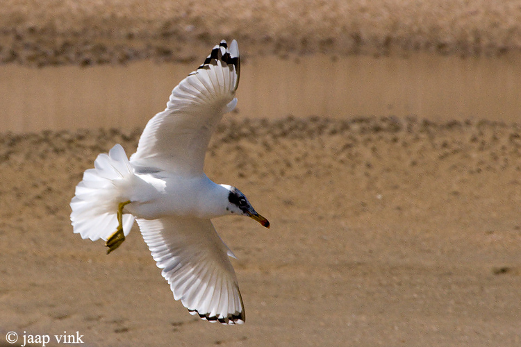 Great Black-headed Gull - Reuzenzwartkopmeeuw - Larus ichthyaetus