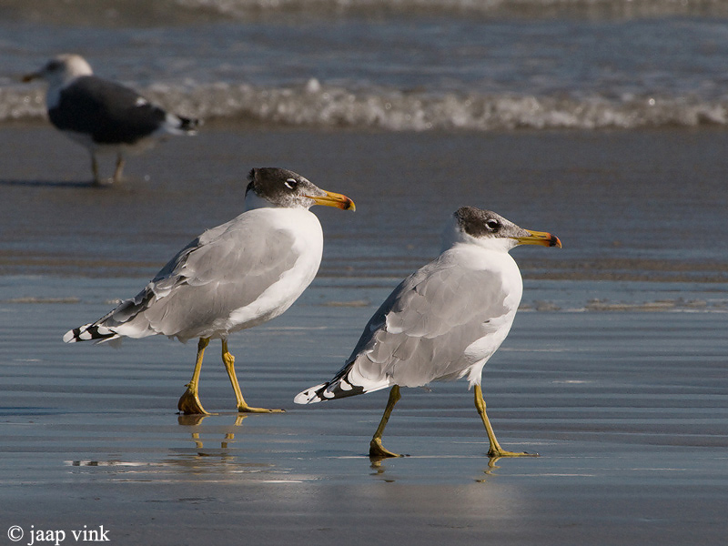 Great Black-headed Gull - Reuzenzwartkopmeeuw - Larus ichthyaetus