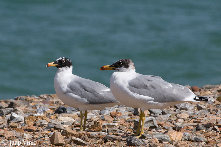 Great Black-headed Gull - Reuzenzwartkopmeeuw - Larus ichthyaetus