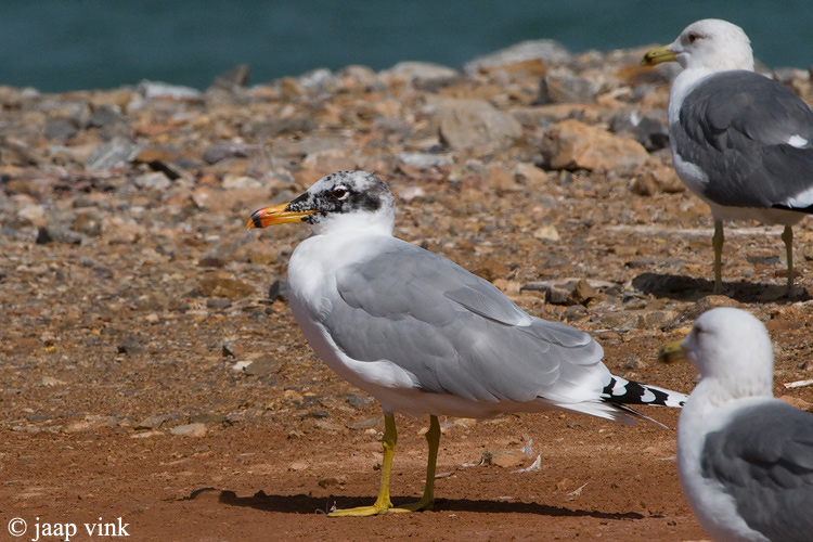 Great Black-headed Gull - Reuzenzwartkopmeeuw - Larus ichthyaetus