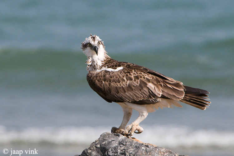 Osprey - Visarend - Pandion haliaetus