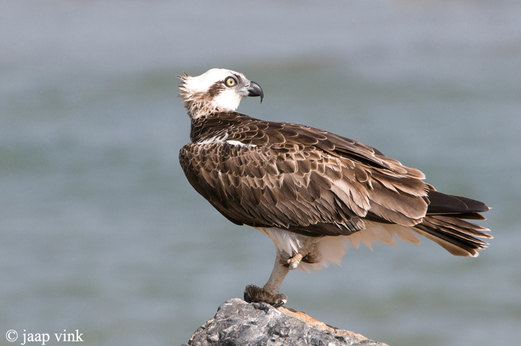 Osprey - Visarend - Pandion haliaetus