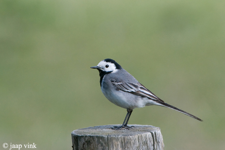 White Wagtail - Witte Kwikstaart - Motacilla alba