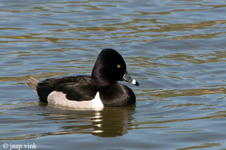 Ring-necked Duck - Ringsnaveleend - Aythya collaris