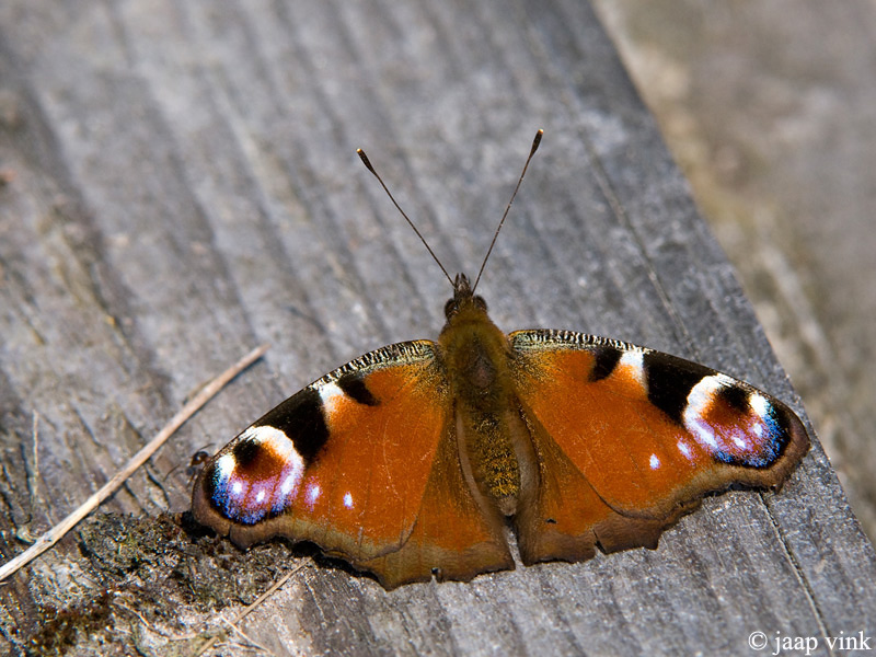 Peacock Butterfly - Dagpauwoog - Aglais io