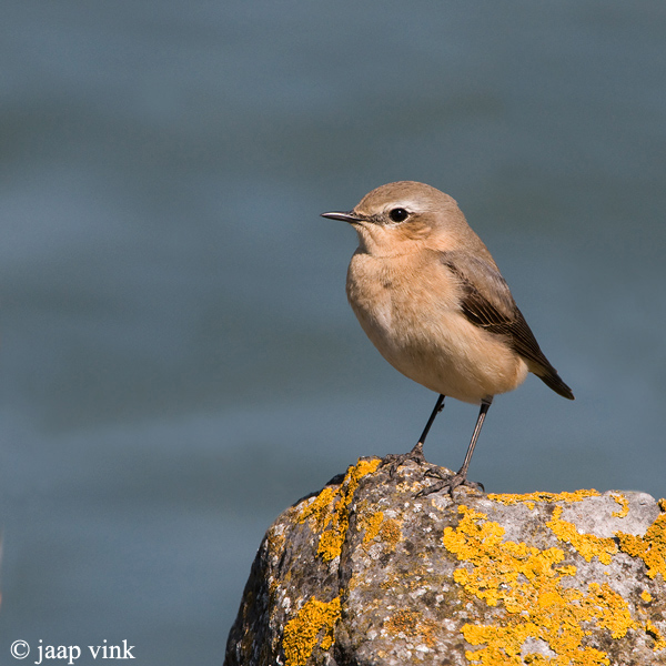 Wheatear - Tapuit - Oenanthe oenanthe