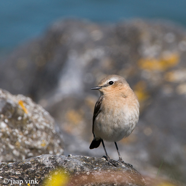 Wheatear - Tapuit - Oenanthe oenanthe