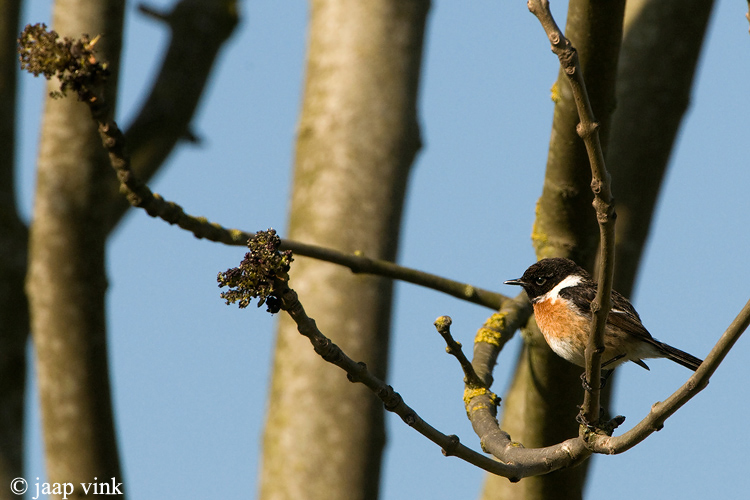 Stonechat - Roodborsttapuit - Saxicola rubicola