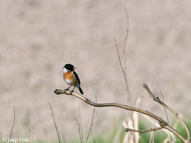 Stonechat - Roodborsttapuit - Saxicola rubicola