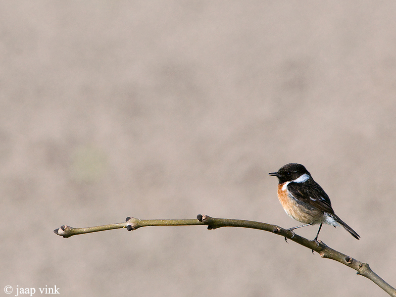 Stonechat - Roodborsttapuit - Saxicola rubicola
