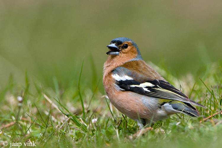 Chaffinch - Vink - Fringilla coelebs