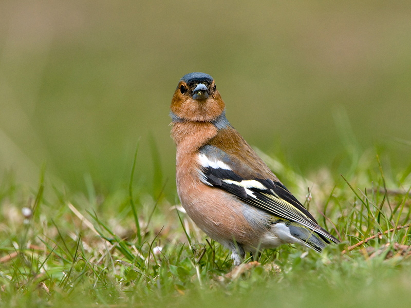 Chaffinch - Vink - Fringilla coelebs