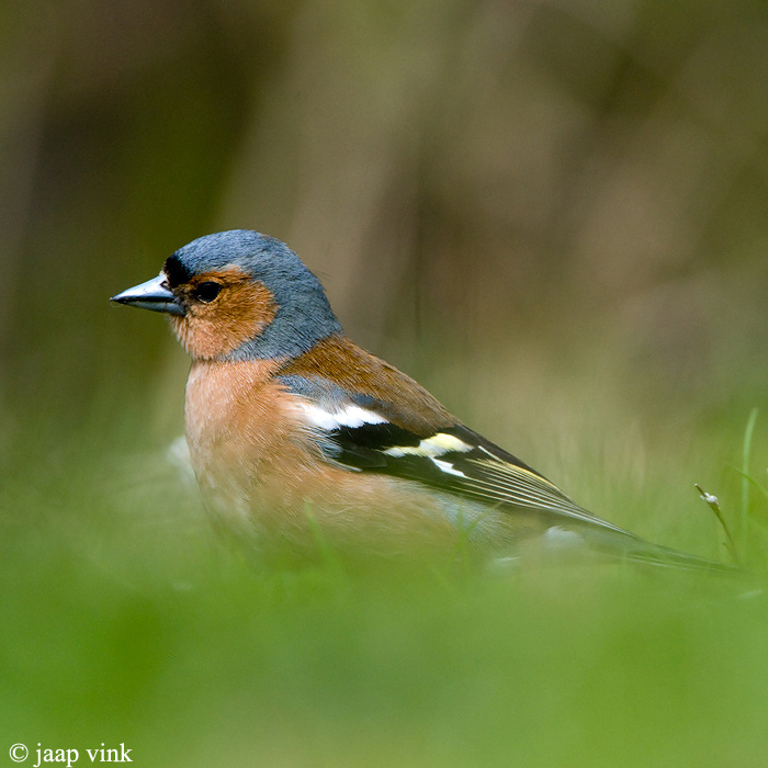 Chaffinch - Vink - Fringilla coelebs