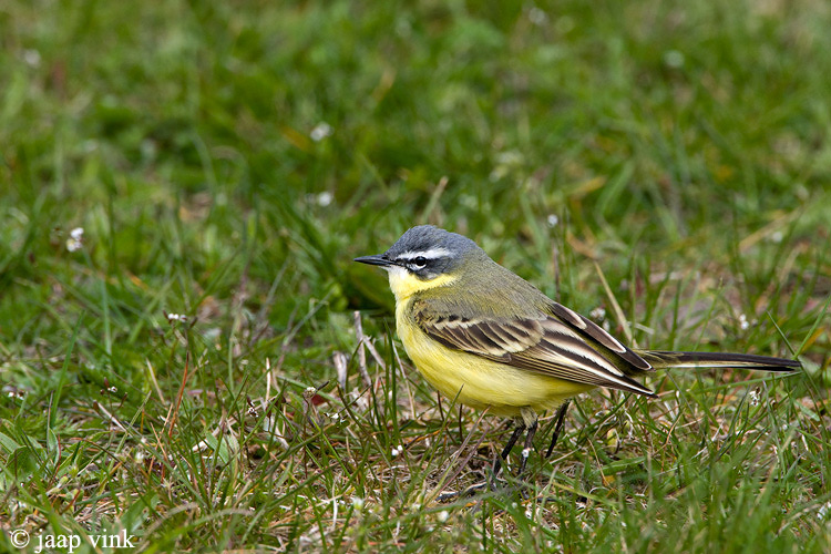 Blue-headed Wagtail - Gele Kwikstaart - Motacilla flava