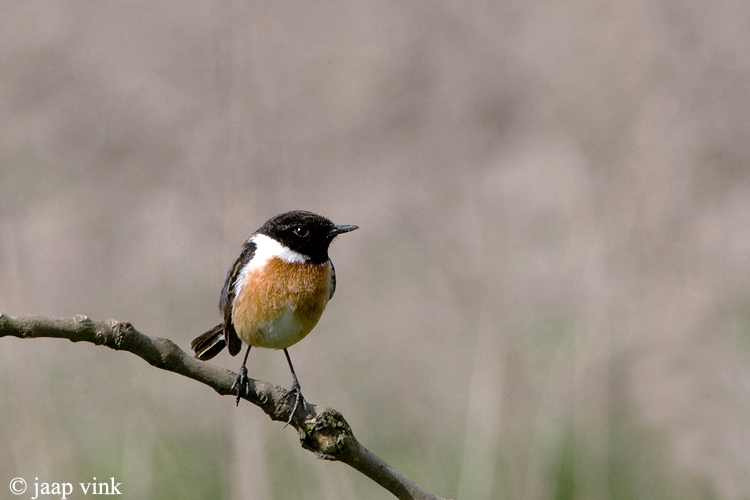 Stonechat - Roodborsttapuit - Saxicola rubicola
