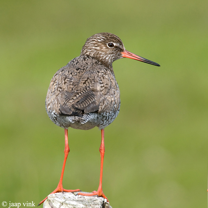 Redshank - Tureluur - Tringa totanus