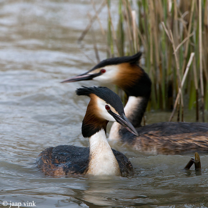 Great Crested Grebe - Fuut - Podiceps cristatus