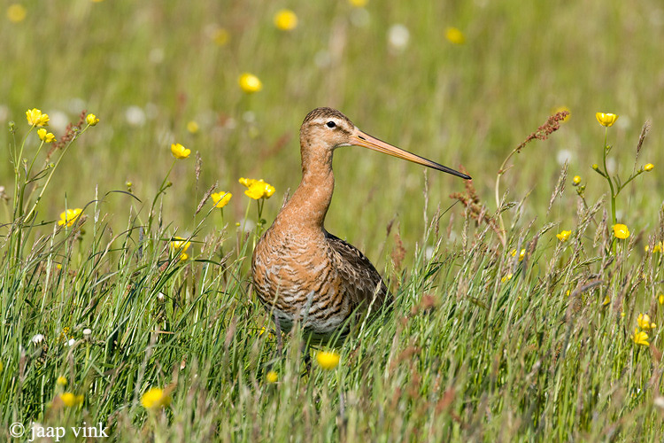 Black-tailed Godwit - Grutto - Limosa limosa