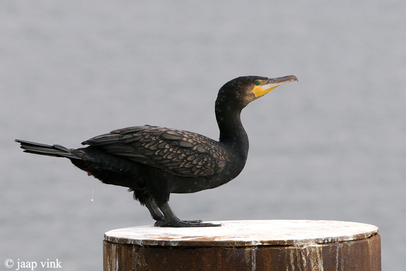 Cormorant - Aalscholver - Phalacrocorax carbo