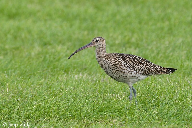 Curlew - Wulp - Numenius arquata