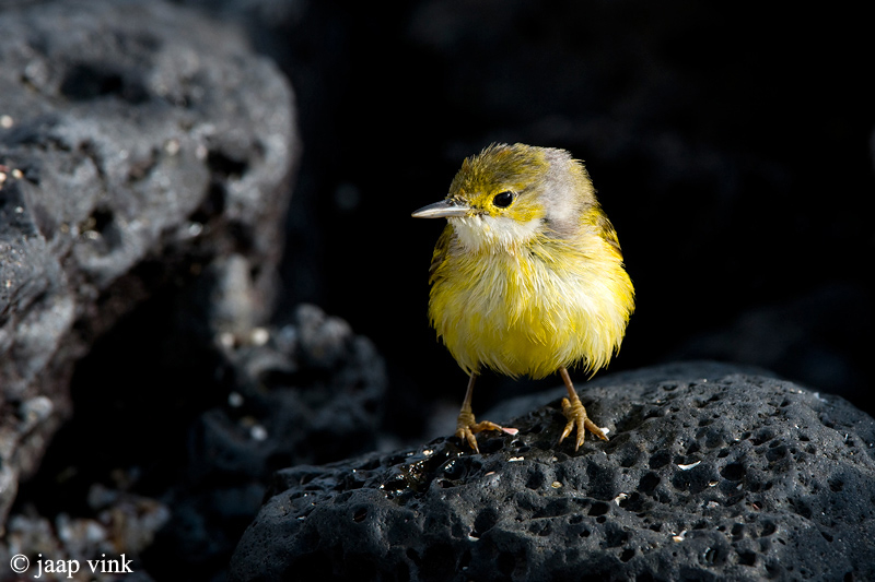Yellow Warbler - Gele Zanger - Dendroica petechia aureola