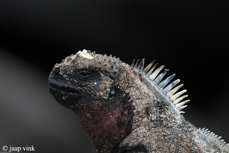 Marine Iguana - Zeeleguaan - Amblyrhynchus cristatus venustissimus