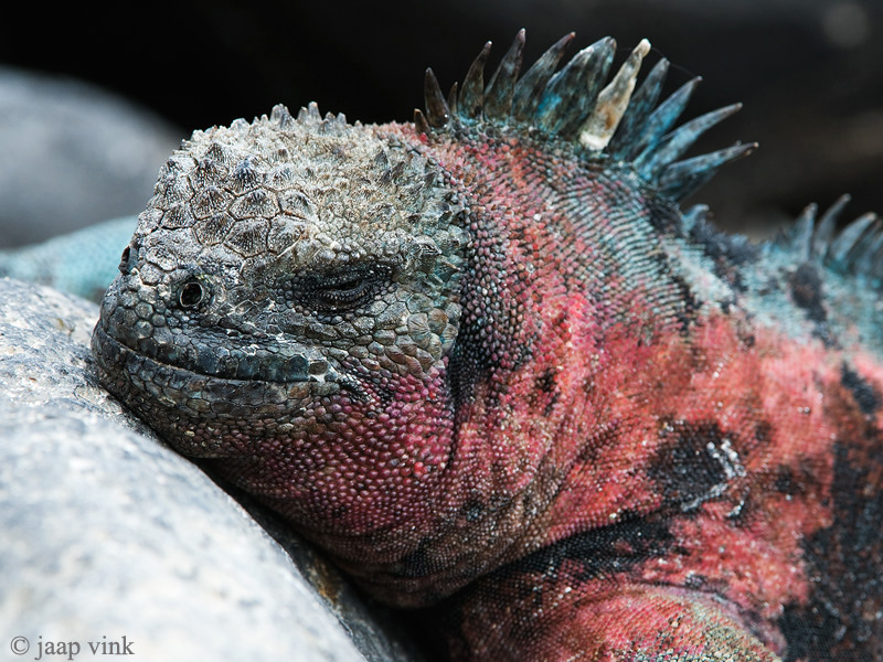Marine Iguana - Zeeleguaan - Amblyrhynchus cristatus venustissimus