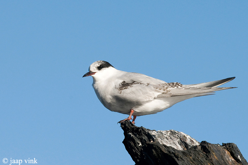 Antarctic Tern - Antarctische Stern - Sterna vittata georgiae