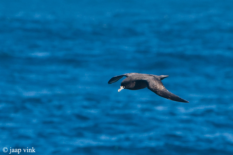 White-chinned Petrel - Witkinstormvogel - Procellaria aequinoctialis