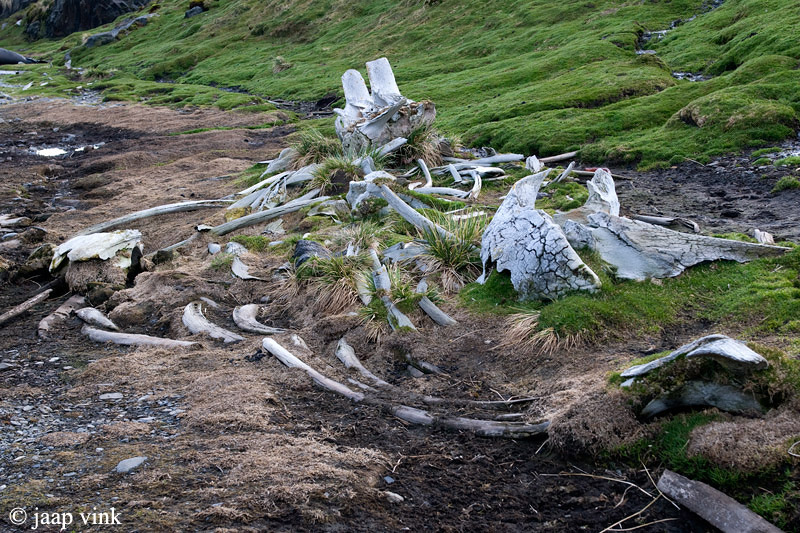 Remainders of the Whaling Industry - Overblijfselen van de Walvisvaart