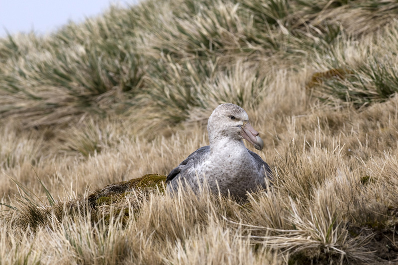 Southern Giant Petrel - Zuidelijke Reuzenstormvogel - Macronectes giganteus