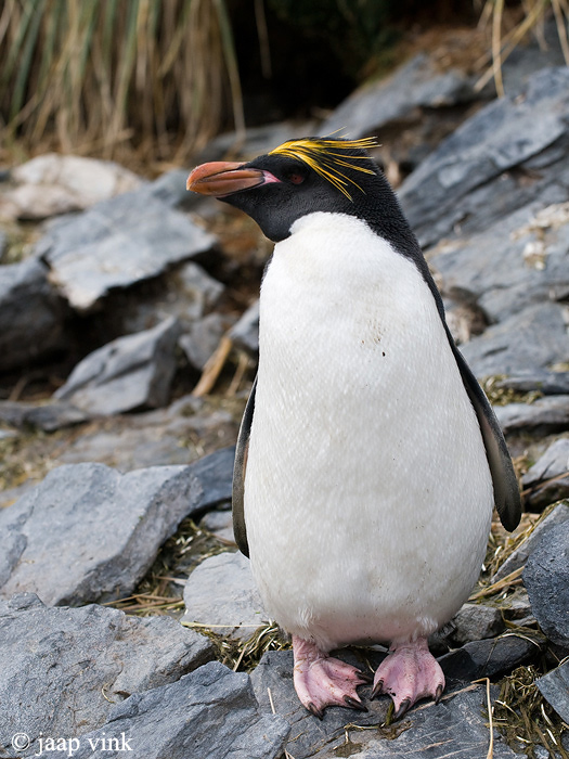Macaroni Penguin - Macaronipingun - Eudyptes chrysolophus