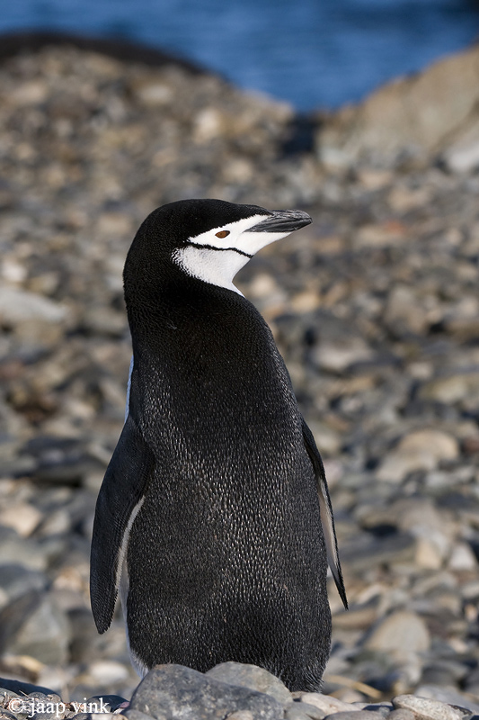 Chinstrap Penguin - Kinbandpingun - Pygoscelis antarctica