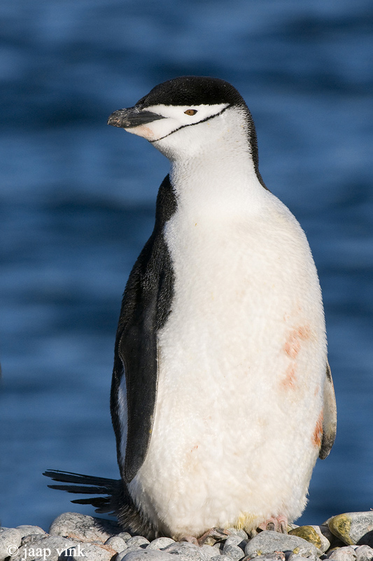 Chinstrap Penguin - Kinbandpingun - Pygoscelis antarctica